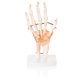 Anatomical Foot Skeleton with Ligaments Model on Base