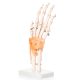 Anatomical Foot Skeleton with Ligaments Model on Base