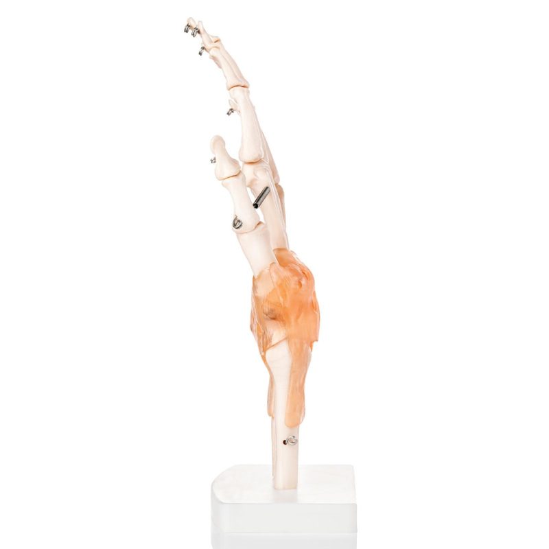 Anatomical Foot Skeleton with Ligaments Model on Base