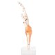 Anatomical Foot Skeleton with Ligaments Model on Base