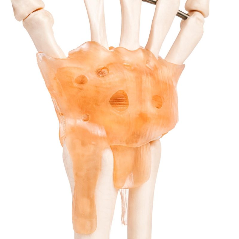 Anatomical Foot Skeleton with Ligaments Model on Base