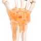 Anatomical Foot Skeleton with Ligaments Model on Base