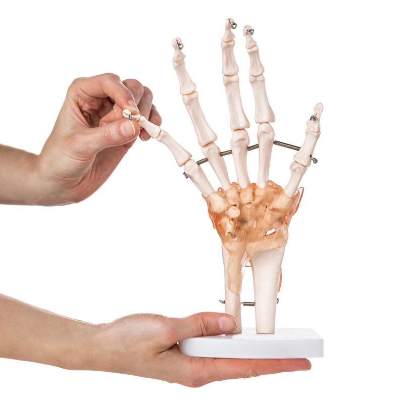 Anatomical Foot Skeleton with Ligaments Model on Base