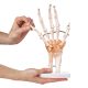Anatomical Foot Skeleton with Ligaments Model on Base