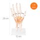 Anatomical Foot Skeleton with Ligaments Model on Base