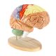 Human Brain Anatomy Model 2X Life Size