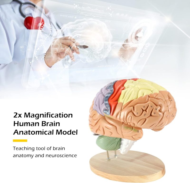 Human Brain Anatomy Model 2X Life Size