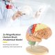Human Brain Anatomy Model 2X Life Size