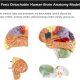 Human Brain Anatomy Model 2X Life Size