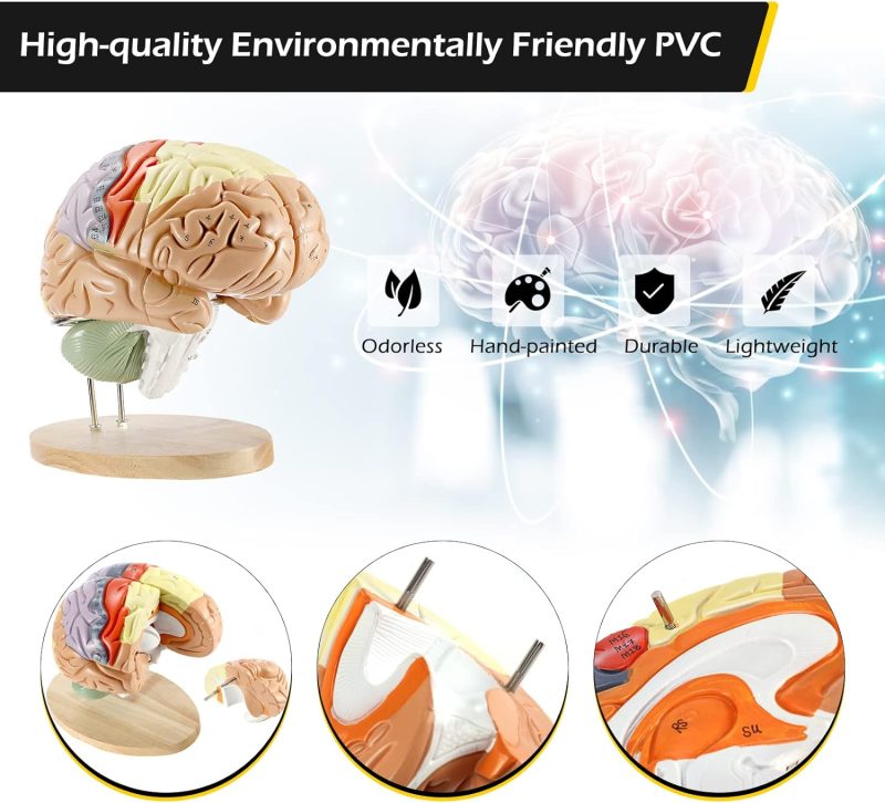 Human Brain Anatomy Model 2X Life Size