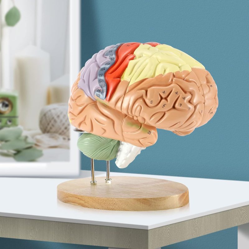 Human Brain Anatomy Model 2X Life Size