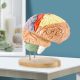 Human Brain Anatomy Model 2X Life Size
