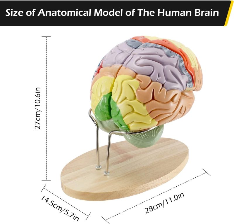 Human Brain Anatomy Model 2X Life Size