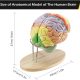 Human Brain Anatomy Model 2X Life Size