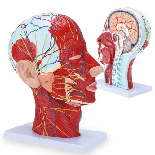 Human Half Head Superficial Neurovascular Model with Musculature Life Size