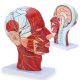 Human Half Head Superficial Neurovascular Model with Musculature Life Size