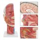 Human Half Head Superficial Neurovascular Model with Musculature Life Size