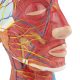 Human Half Head Superficial Neurovascular Model with Musculature Life Size