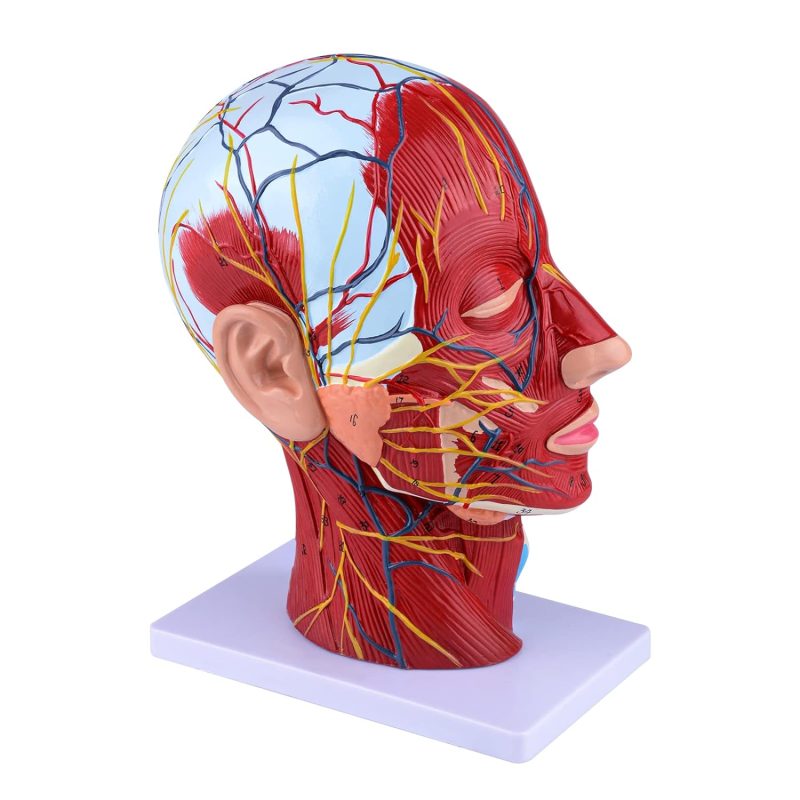 Human Half Head Superficial Neurovascular Model with Musculature Life Size