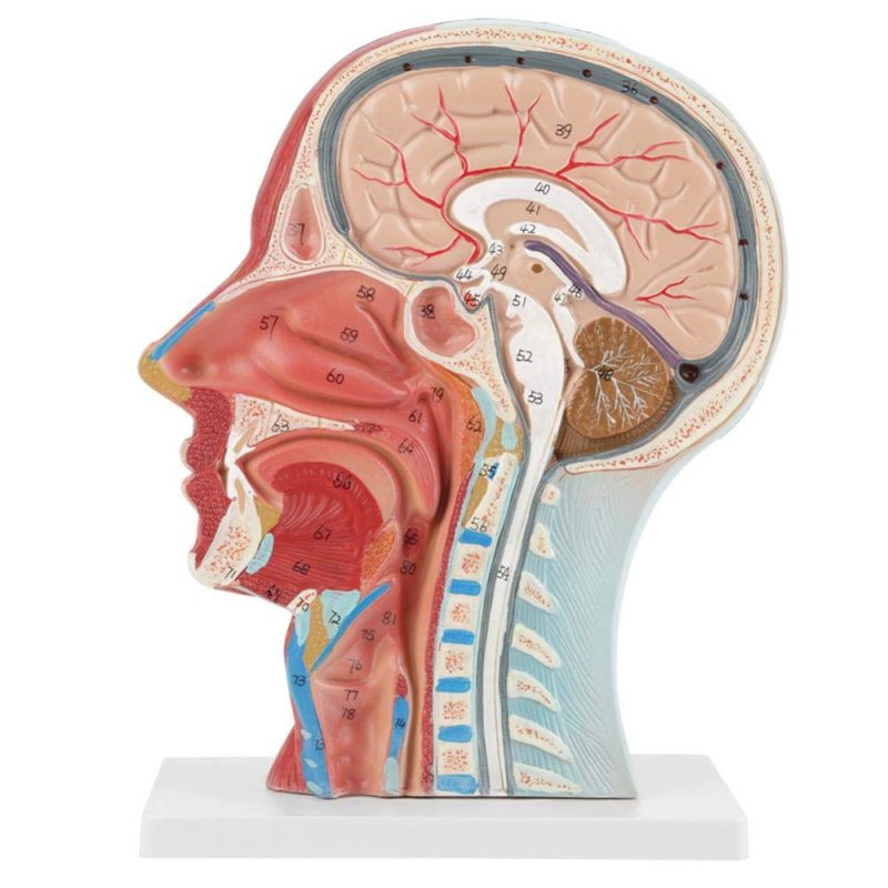 Human Half Head Superficial Neurovascular Model with Musculature Life Size