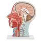 Human Half Head Superficial Neurovascular Model with Musculature Life Size