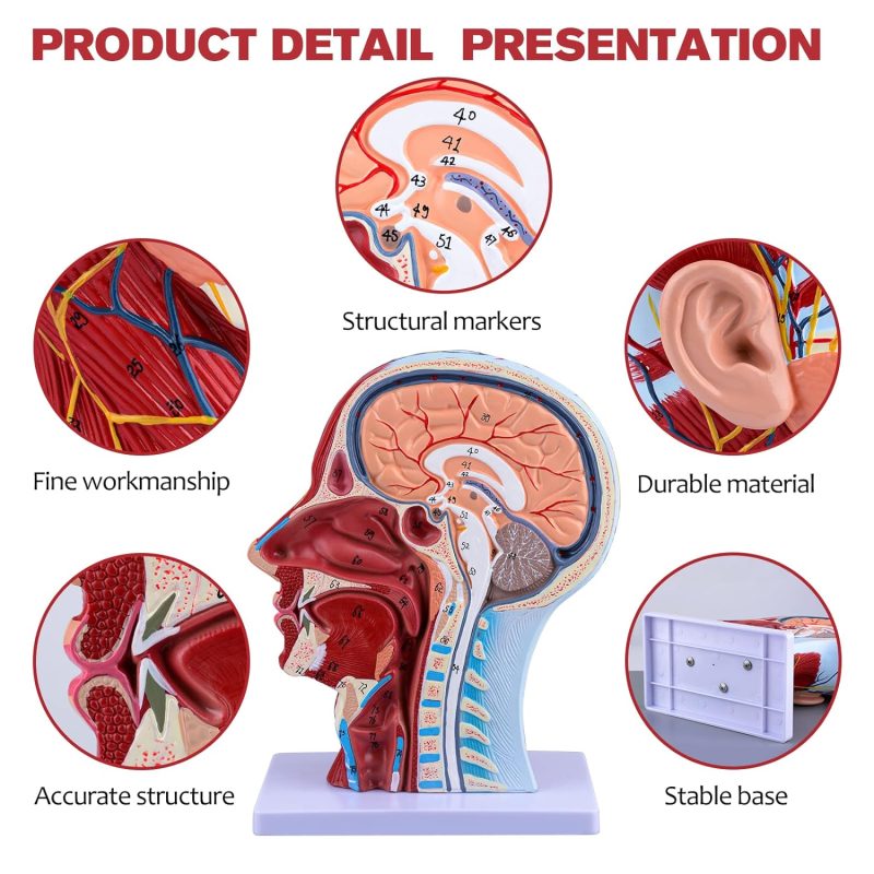 Human Half Head Superficial Neurovascular Model with Musculature Life Size