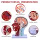 Human Half Head Superficial Neurovascular Model with Musculature Life Size