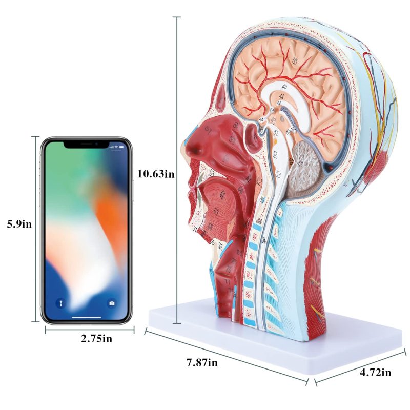 Human Half Head Superficial Neurovascular Model with Musculature Life Size