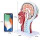 Human Half Head Superficial Neurovascular Model with Musculature Life Size