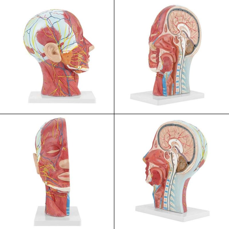 Human Half Head Superficial Neurovascular Model with Musculature Life Size