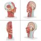 Human Half Head Superficial Neurovascular Model with Musculature Life Size