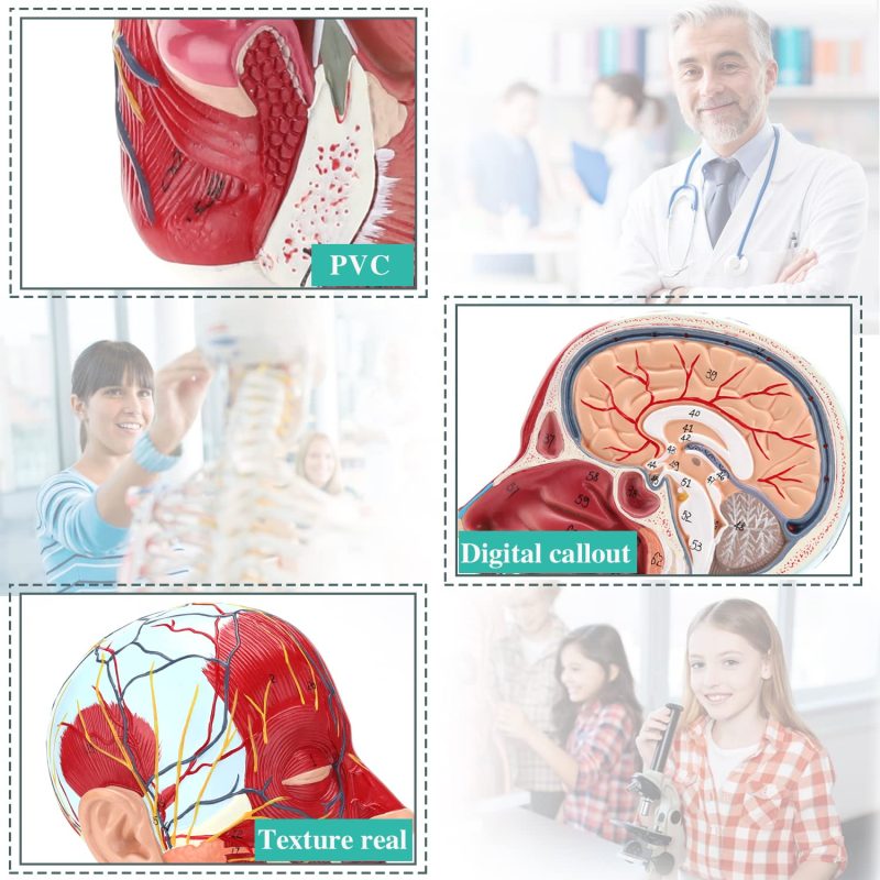 Human Half Head Superficial Neurovascular Model with Musculature Life Size