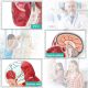 Human Half Head Superficial Neurovascular Model with Musculature Life Size