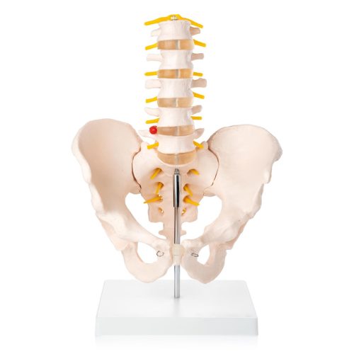Human Male Pelvis with 5 pcs Lumbar Vertebrae Skeletal Model