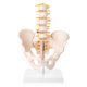 Human Male Pelvis with 5 pcs Lumbar Vertebrae Skeletal Model