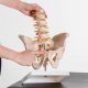 Human Male Pelvis with 5 pcs Lumbar Vertebrae Skeletal Model