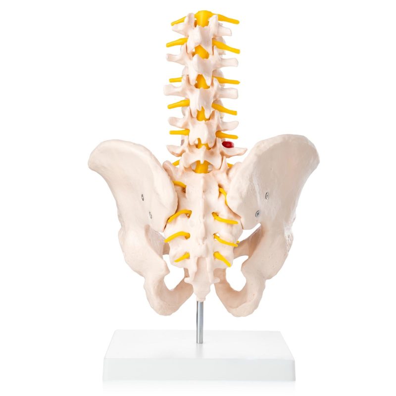 Human Male Pelvis with 5 pcs Lumbar Vertebrae Skeletal Model
