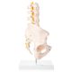 Human Male Pelvis with 5 pcs Lumbar Vertebrae Skeletal Model
