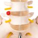 Human Male Pelvis with 5 pcs Lumbar Vertebrae Skeletal Model