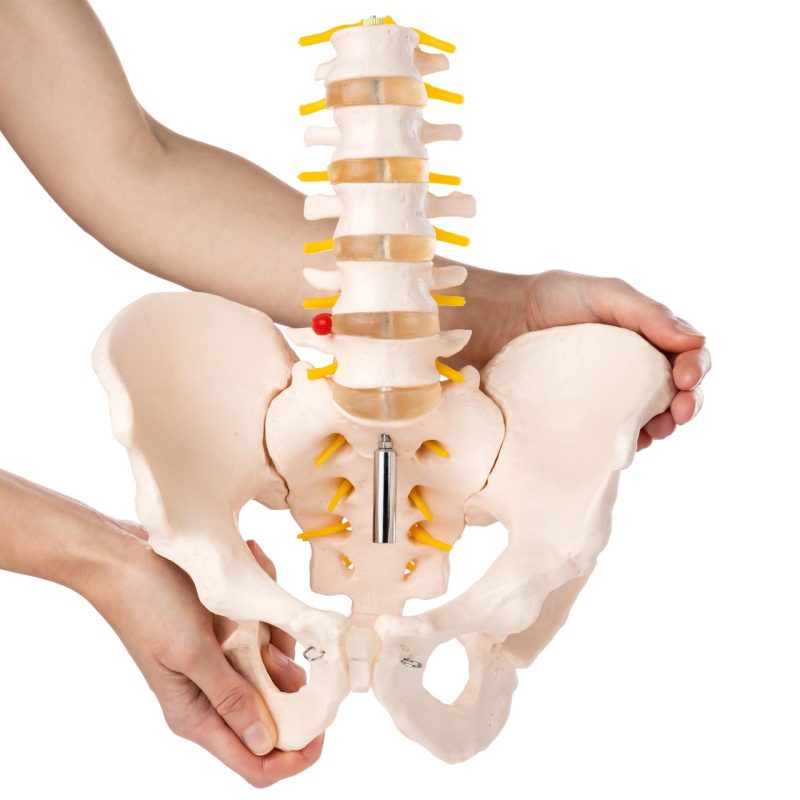 Human Male Pelvis with 5 pcs Lumbar Vertebrae Skeletal Model