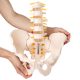 Human Male Pelvis with 5 pcs Lumbar Vertebrae Skeletal Model