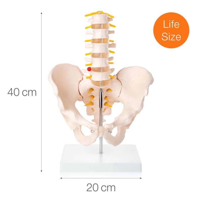 Human Male Pelvis with 5 pcs Lumbar Vertebrae Skeletal Model
