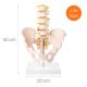 Human Male Pelvis with 5 pcs Lumbar Vertebrae Skeletal Model