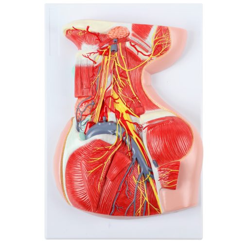Lateral Deep Neck and Shoulder Model with Muscular, Vascular, and Nervous Anatomy