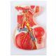 Lateral Deep Neck and Shoulder Model with Muscular, Vascular, and Nervous Anatomy