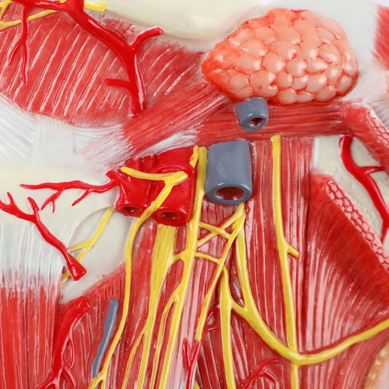 Lateral Deep Neck and Shoulder Model with Muscular, Vascular, and Nervous Anatomy