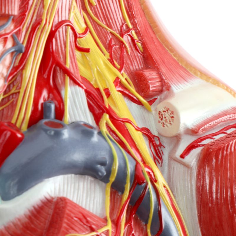 Lateral Deep Neck and Shoulder Model with Muscular, Vascular, and Nervous Anatomy
