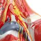 Lateral Deep Neck and Shoulder Model with Muscular, Vascular, and Nervous Anatomy