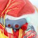 Lateral Deep Neck and Shoulder Model with Muscular, Vascular, and Nervous Anatomy