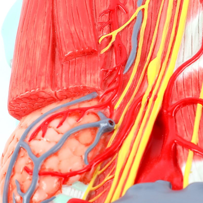 Lateral Deep Neck and Shoulder Model with Muscular, Vascular, and Nervous Anatomy